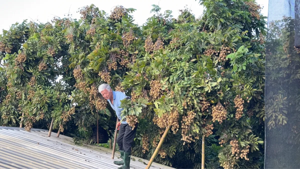 阿公在龍眼樹下採收龍眼